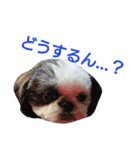 シーズーのがっちゃん【ちょっと辛辣】（個別スタンプ：39）