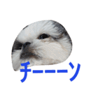 シーズーのがっちゃん【ちょっと辛辣】（個別スタンプ：40）