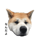 秋田犬はちこ（個別スタンプ：1）