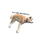 秋田犬はちこ（個別スタンプ：2）
