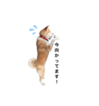秋田犬はちこ（個別スタンプ：3）