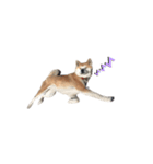 秋田犬はちこ（個別スタンプ：4）