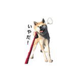 秋田犬はちこ（個別スタンプ：6）
