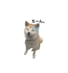 秋田犬はちこ（個別スタンプ：7）
