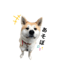 秋田犬はちこ（個別スタンプ：8）