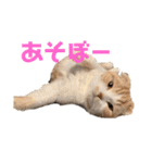スコティッシュ猫のおあげくん日常編（個別スタンプ：1）