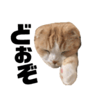 スコティッシュ猫のおあげくん日常編（個別スタンプ：2）