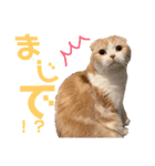 スコティッシュ猫のおあげくん日常編（個別スタンプ：3）