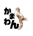 スコティッシュ猫のおあげくん日常編（個別スタンプ：4）