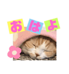 スコティッシュ猫のおあげくん日常編（個別スタンプ：5）