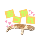 スコティッシュ猫のおあげくん日常編（個別スタンプ：6）