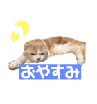 スコティッシュ猫のおあげくん日常編（個別スタンプ：7）