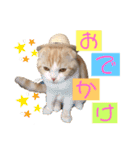 スコティッシュ猫のおあげくん日常編（個別スタンプ：8）