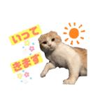 スコティッシュ猫のおあげくん日常編（個別スタンプ：9）