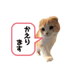 スコティッシュ猫のおあげくん日常編（個別スタンプ：10）