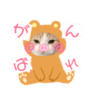 スコティッシュ猫のおあげくん日常編（個別スタンプ：11）