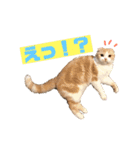 スコティッシュ猫のおあげくん日常編（個別スタンプ：13）