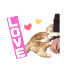スコティッシュ猫のおあげくん日常編（個別スタンプ：14）