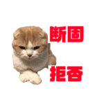 スコティッシュ猫のおあげくん日常編（個別スタンプ：15）