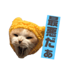 スコティッシュ猫のおあげくん日常編（個別スタンプ：16）