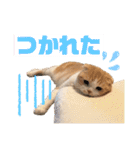 スコティッシュ猫のおあげくん日常編（個別スタンプ：17）