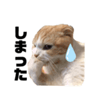 スコティッシュ猫のおあげくん日常編（個別スタンプ：18）