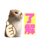 スコティッシュ猫のおあげくん日常編（個別スタンプ：20）