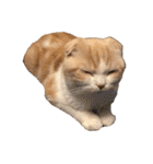スコティッシュ猫のおあげくん日常編（個別スタンプ：21）