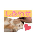 スコティッシュ猫のおあげくん日常編（個別スタンプ：22）