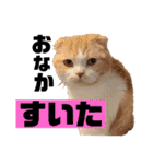 スコティッシュ猫のおあげくん日常編（個別スタンプ：23）