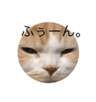 スコティッシュ猫のおあげくん日常編（個別スタンプ：24）