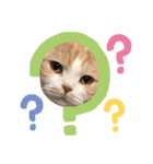 スコティッシュ猫のおあげくん日常編（個別スタンプ：26）