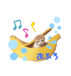 スコティッシュ猫のおあげくん日常編（個別スタンプ：27）