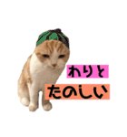 スコティッシュ猫のおあげくん日常編（個別スタンプ：28）