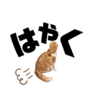スコティッシュ猫のおあげくん日常編（個別スタンプ：29）