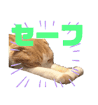 スコティッシュ猫のおあげくん日常編（個別スタンプ：30）