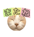 スコティッシュ猫のおあげくん日常編（個別スタンプ：31）