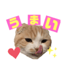スコティッシュ猫のおあげくん日常編（個別スタンプ：32）