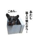 うちのお犬様。（個別スタンプ：6）