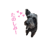 うちのお犬様。（個別スタンプ：13）