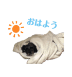うちのお犬様。（個別スタンプ：14）
