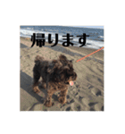 うちのお犬様。（個別スタンプ：16）