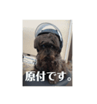 うちのお犬様。（個別スタンプ：18）