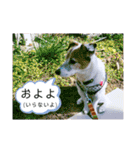 my fam.chiru +（個別スタンプ：3）