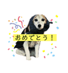 my fam.chiru +（個別スタンプ：4）