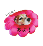 my fam.chiru +（個別スタンプ：6）