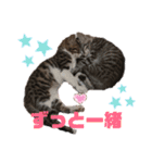 ぽん太とそう太、時々ライたん（個別スタンプ：12）