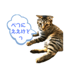 うめこ＆まめこのつぶやき（個別スタンプ：3）