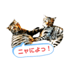 うめこ＆まめこのつぶやき（個別スタンプ：8）