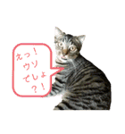 うめこ＆まめこのつぶやき（個別スタンプ：9）